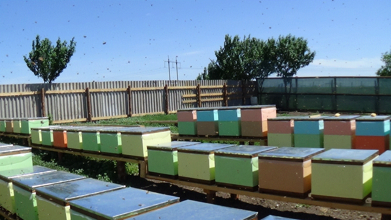 пчелиный рай,bee-paradise 